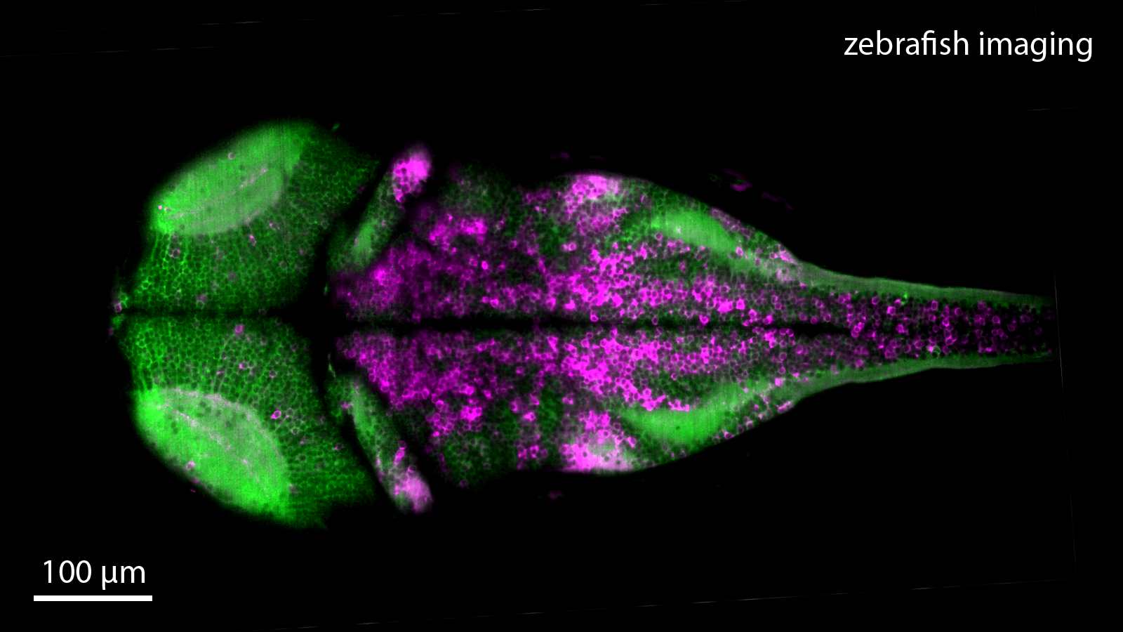 zebrafishImaging_webpage