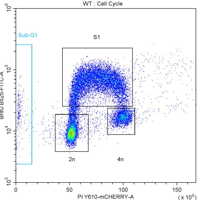 2_WT CellCycle