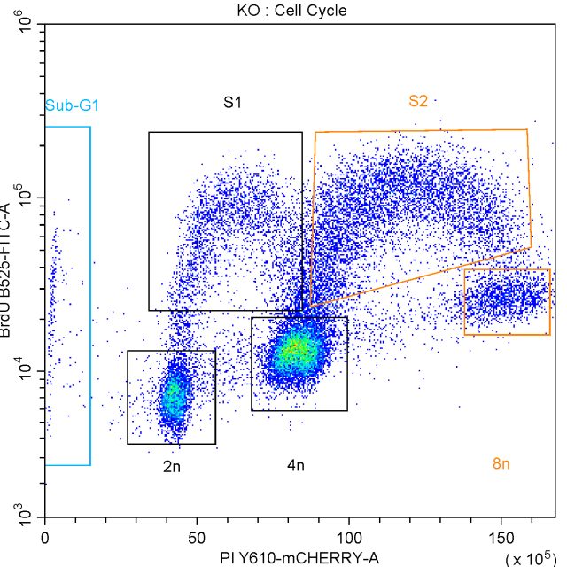 3_KO CellCycle